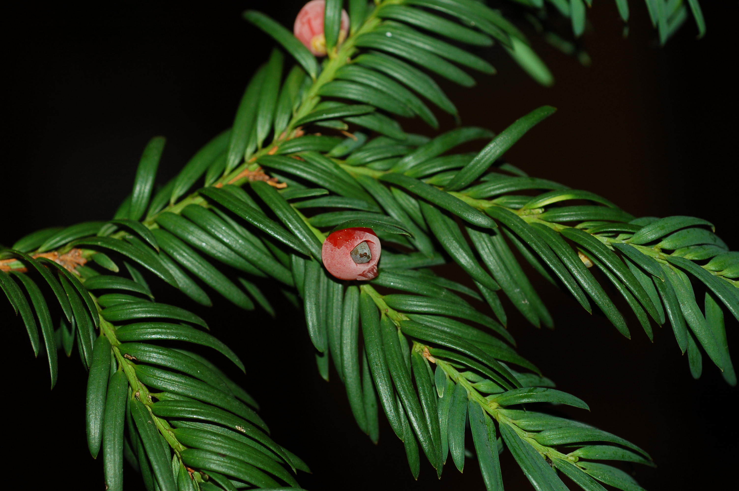 Taxaceae: hojas lineares, dísticas; semilla solitaria, con epimacio carnoso